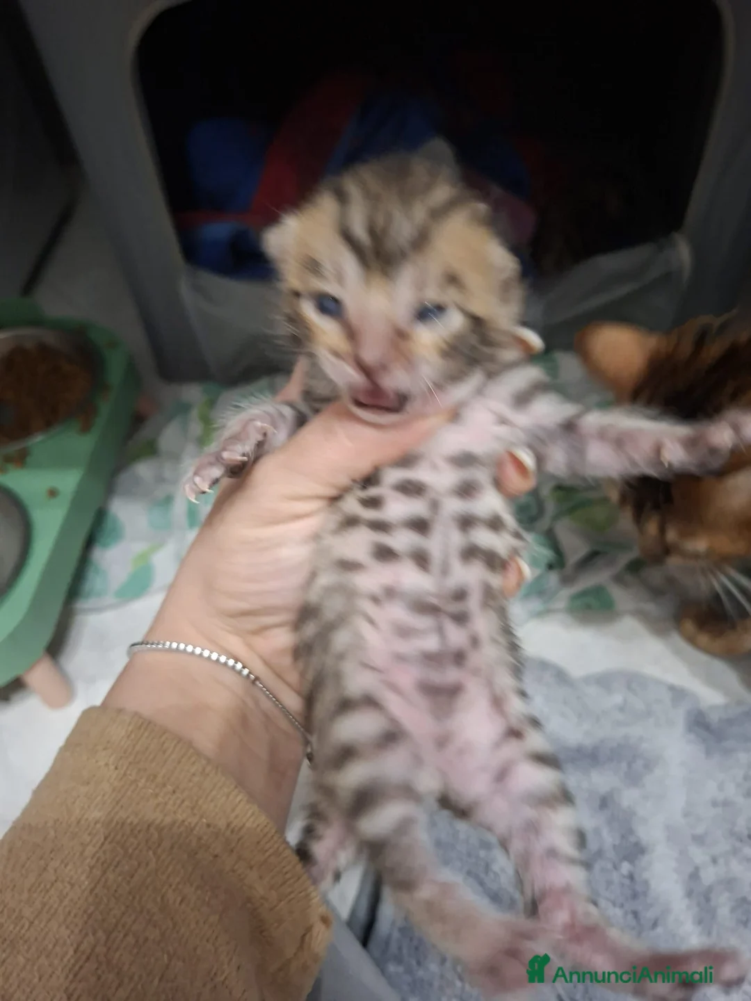 Bengala gatti in vendita: Gatto del bengala  - Annuncio 2