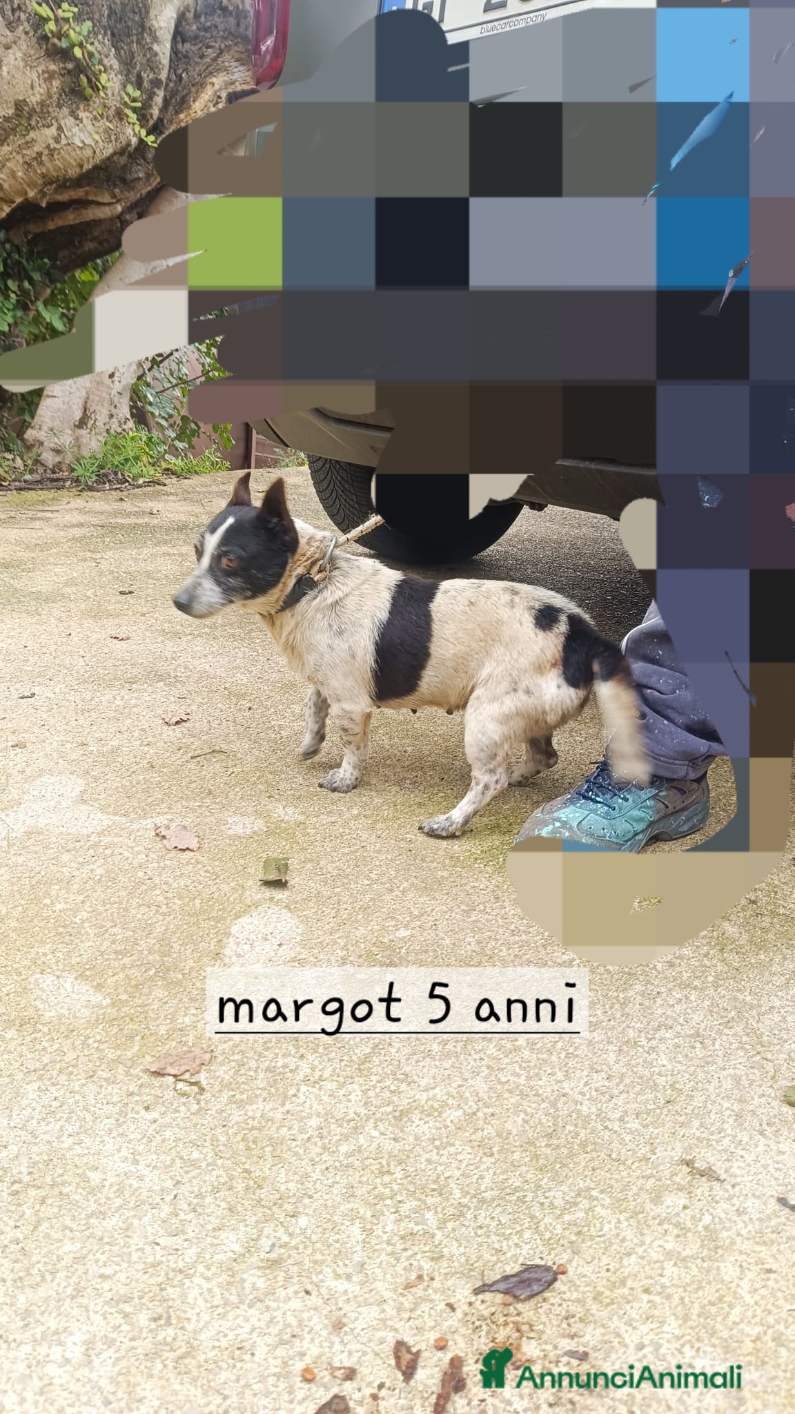 Meticcio cani Cagnolina di taglia piccola  - Annuncio 8