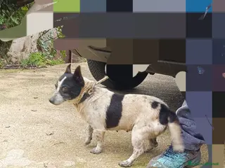 Meticcio cani Cagnolina di taglia piccola - Annuncio 2