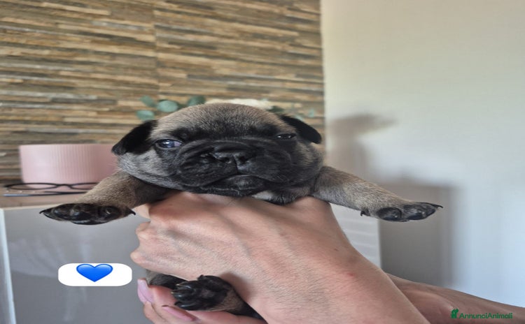 Bulldog Francese cani a Provincia di Pavia - Annuncio 7