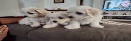Maltese cani in vendita: Gubbio Rimaste 3 maltesi femmine  a Provincia di Perugia - Annuncio 3