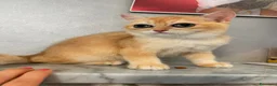 British gatti in vendita: British maschio  - Annuncio 6