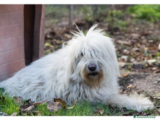 Komondor cani ASIA, stupenda mix KOMONDOR dimenticata! - Annuncio 39