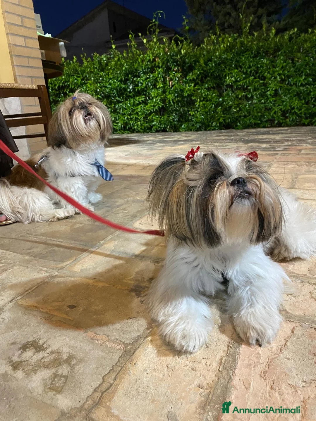 Shih Tzu cani in vendita: Vendita cuccioli Shih Tzu - Annuncio 1