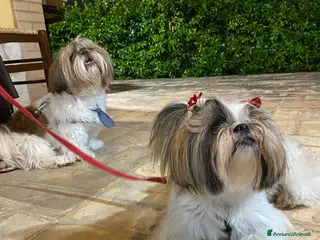 Shih Tzu cani Vendita cuccioli Shih Tzu - Annuncio 1