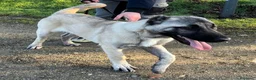 Pastore Asia Centrale cani in regalo: ATHENA BELLISSIMA CUCCIOLA KANGAL - Annuncio 7