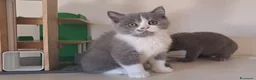British gatti in vendita: Cuccioli disponibili bicolore bianco blu e lilac - Annuncio 6