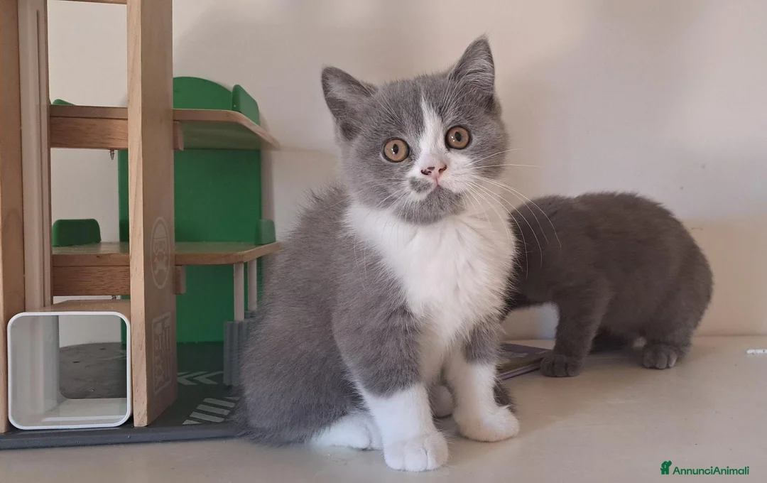 British gatti in vendita: Cuccioli disponibili bicolore bianco blu e lilac - Annuncio 6