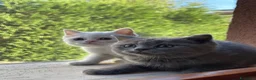 British gatti in vendita: 🐾 I piccoli gattini pelosi e adorabili  - Annuncio 5