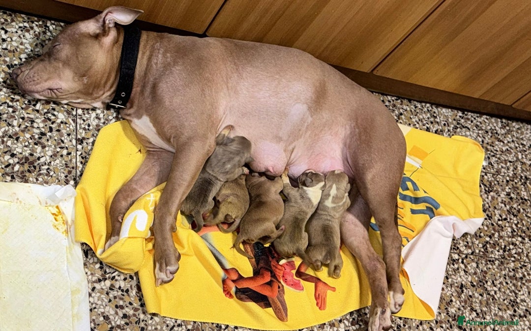 Pitbull cani in vendita: American pitbull terrier red mouse  - Annuncio 6