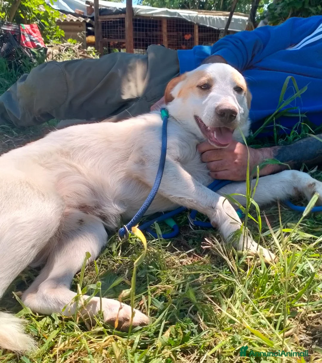 Meticcio cani in regalo: CHOCO CUCCIOLO MIX LABRADOR  a Provincia di Varese - Annuncio 2