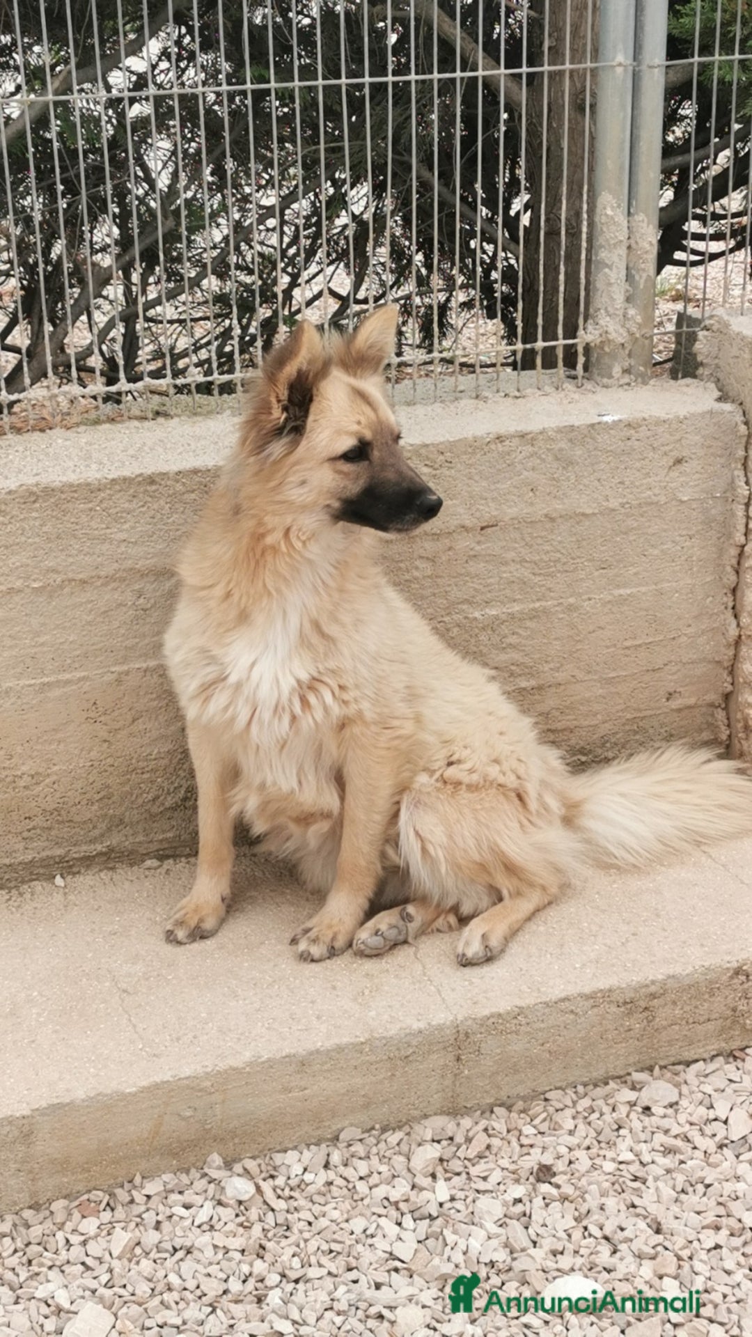 Meticcio cani in regalo: 2amici di box 3anni meravigliosi BARI SOS CASA a Città metropolitana di Milano - Annuncio 1