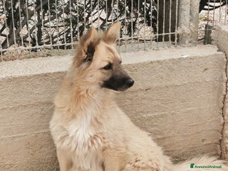 Meticcio cani 2amici di box 3anni meravigliosi BARI SOS CASA a Città metropolitana di Milano - Annuncio 3