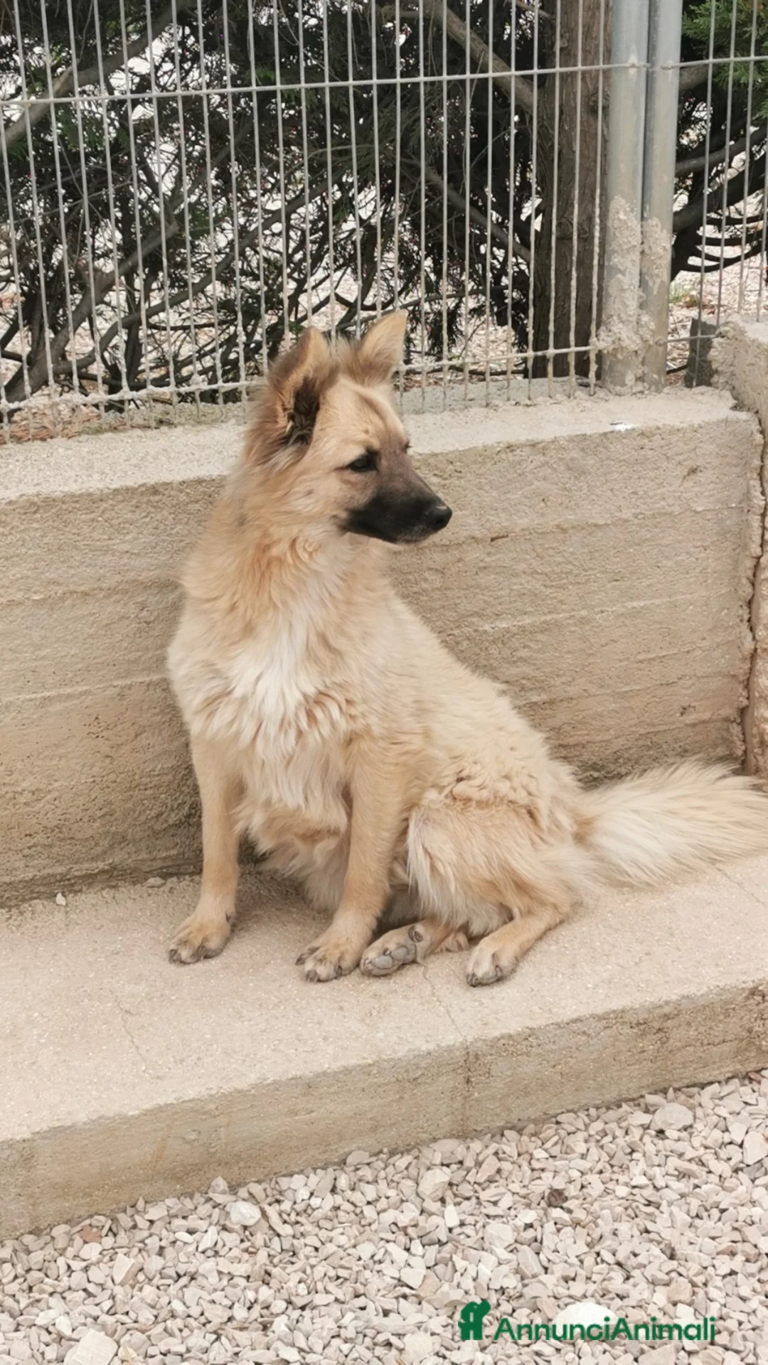 Meticcio cani in regalo: 2amici di box 3anni meravigliosi BARI SOS CASA a Città metropolitana di Milano - Annuncio 1