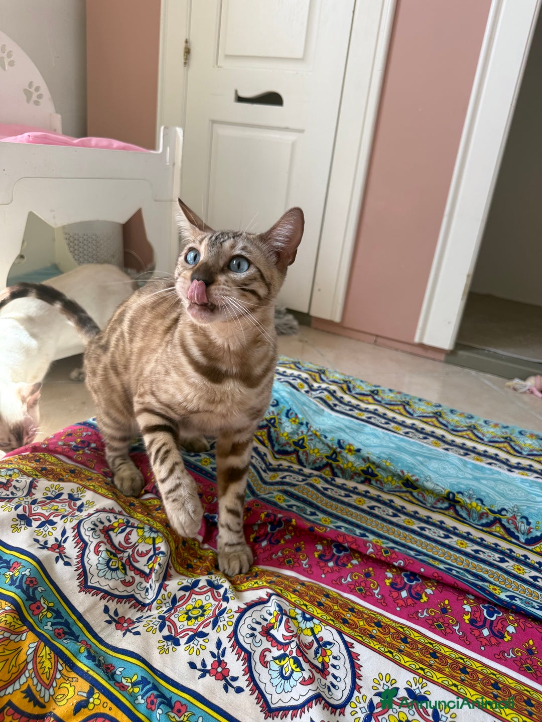 Bengala gatti in vendita: Cucciolo bengala brown spotted tabby  - Immagine 8