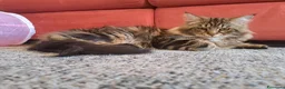 Siberiano gatti per accoppiamento: Gatto Siberiano per accoppiamento - Annuncio 1