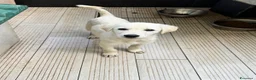 Meticcio cani in regalo: Cece  a Provincia di Parma - Annuncio 1