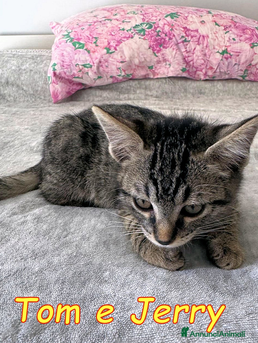 Europeo gatti in regalo: Tom e Jerry dolcissimi gattini - Annuncio 8