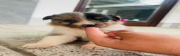 Australian Shepherd cani in vendita: cuccioli pastore australiano - Annuncio 8