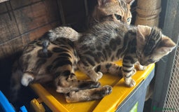 Bengala gatti in vendita: Cucciole di Bengal con Pedigree a Provincia di Asti - Immagine 7