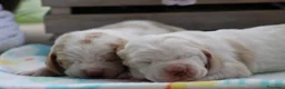 Bassethound cani in vendita: Meravigliosi Cuccioli di Bassethound  - Annuncio 2