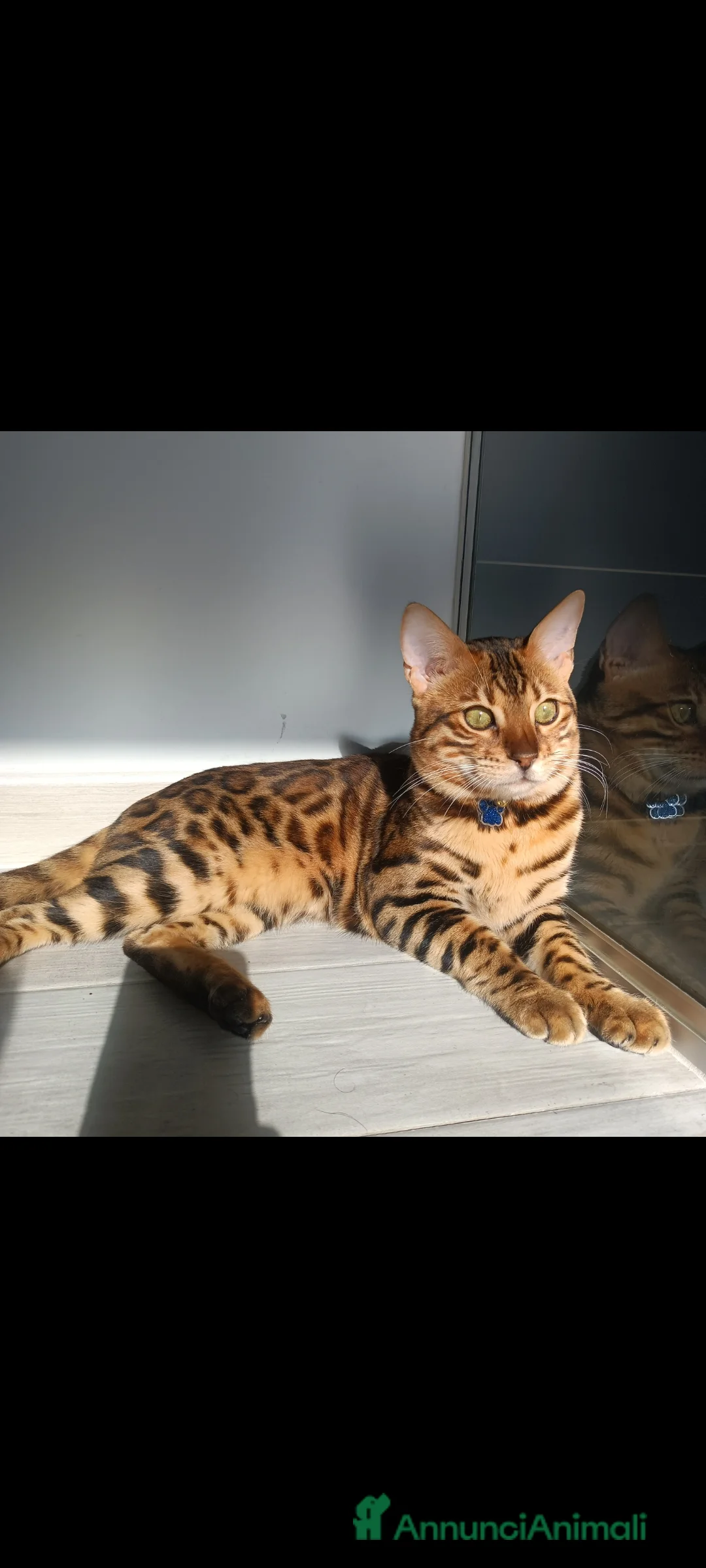 Bengala gatti in vendita: Cuccioli gatto bengala  - Annuncio 8