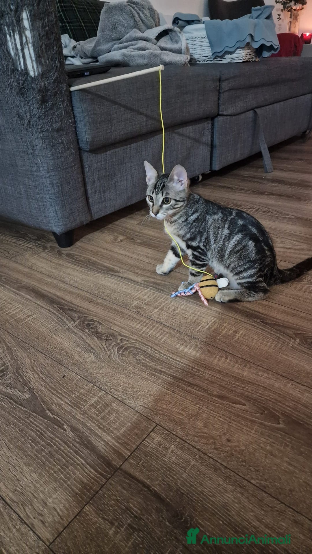 Altre razze gatti in regalo: GATITNI TENERI - Annuncio 7