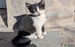 Europeo gatti in regalo: Quattro gattini disponibili per adozione - Annuncio 4