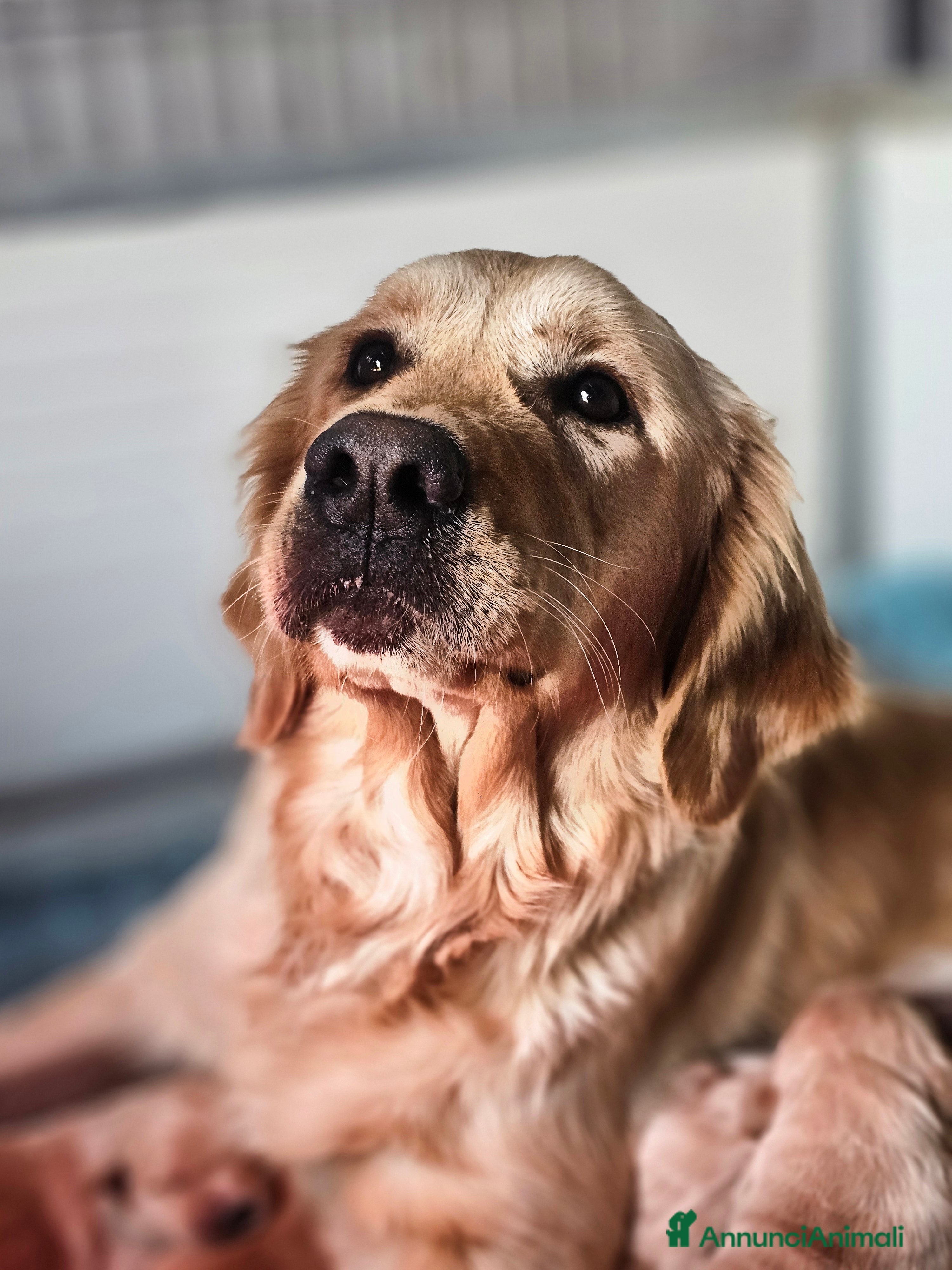 Leila di Golden Belle 