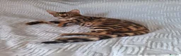 Bengala gatti in vendita: Gattini razza bengala  - Annuncio 5