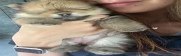 Volpino Pomerania cani in vendita: Volpino di Pomerania  - Annuncio 8