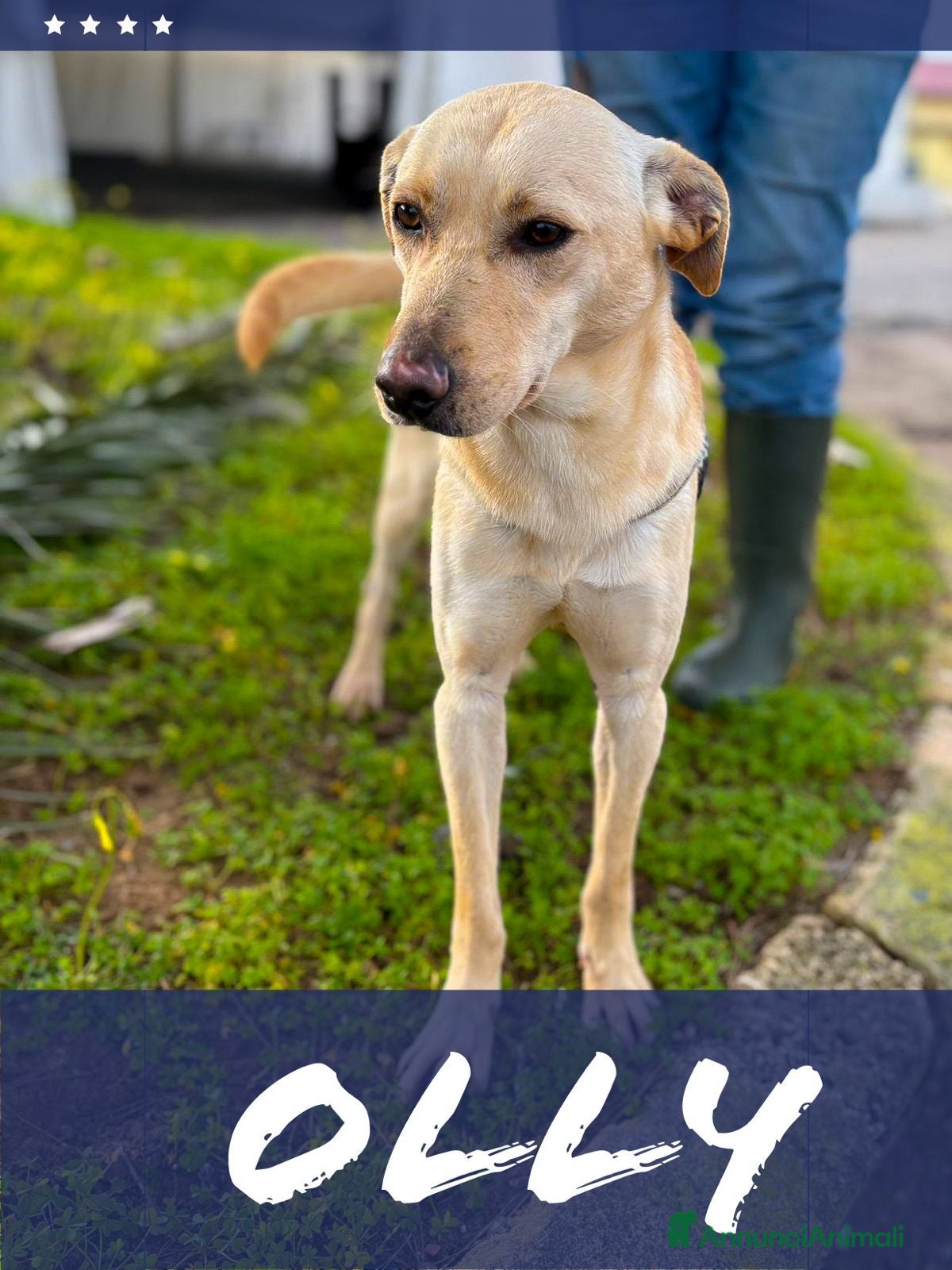 Meticcio cani OLLY 💙 - equilibrato e dolce, chiama per lui 🙏🏻 - Annuncio 2