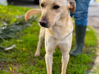 Meticcio cani OLLY 💙 - equilibrato e dolce, chiama per lui 🙏🏻 - Annuncio 2
