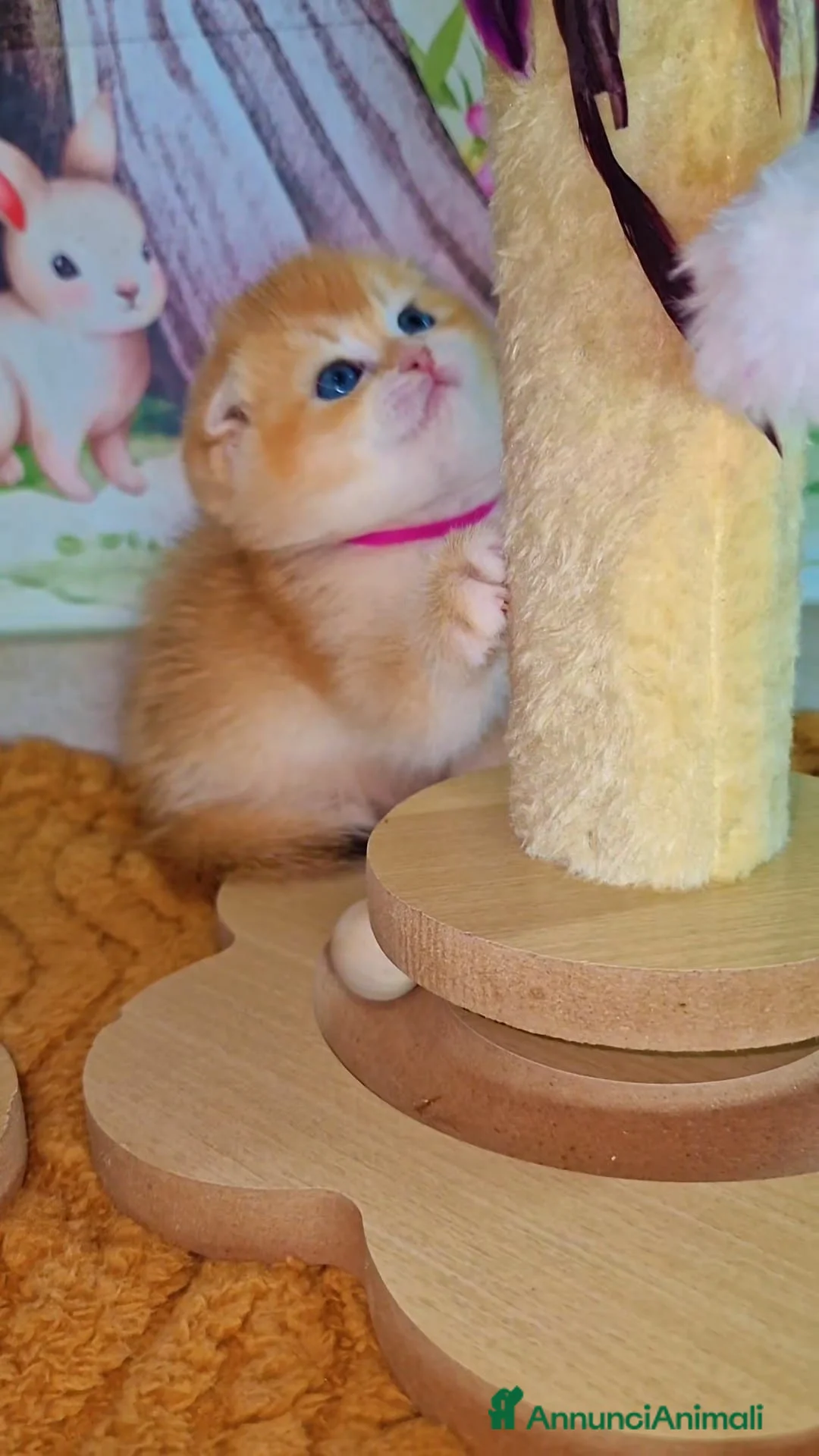 Scottish gatti in vendita: Scottish Fold e Straight  - Annuncio 2