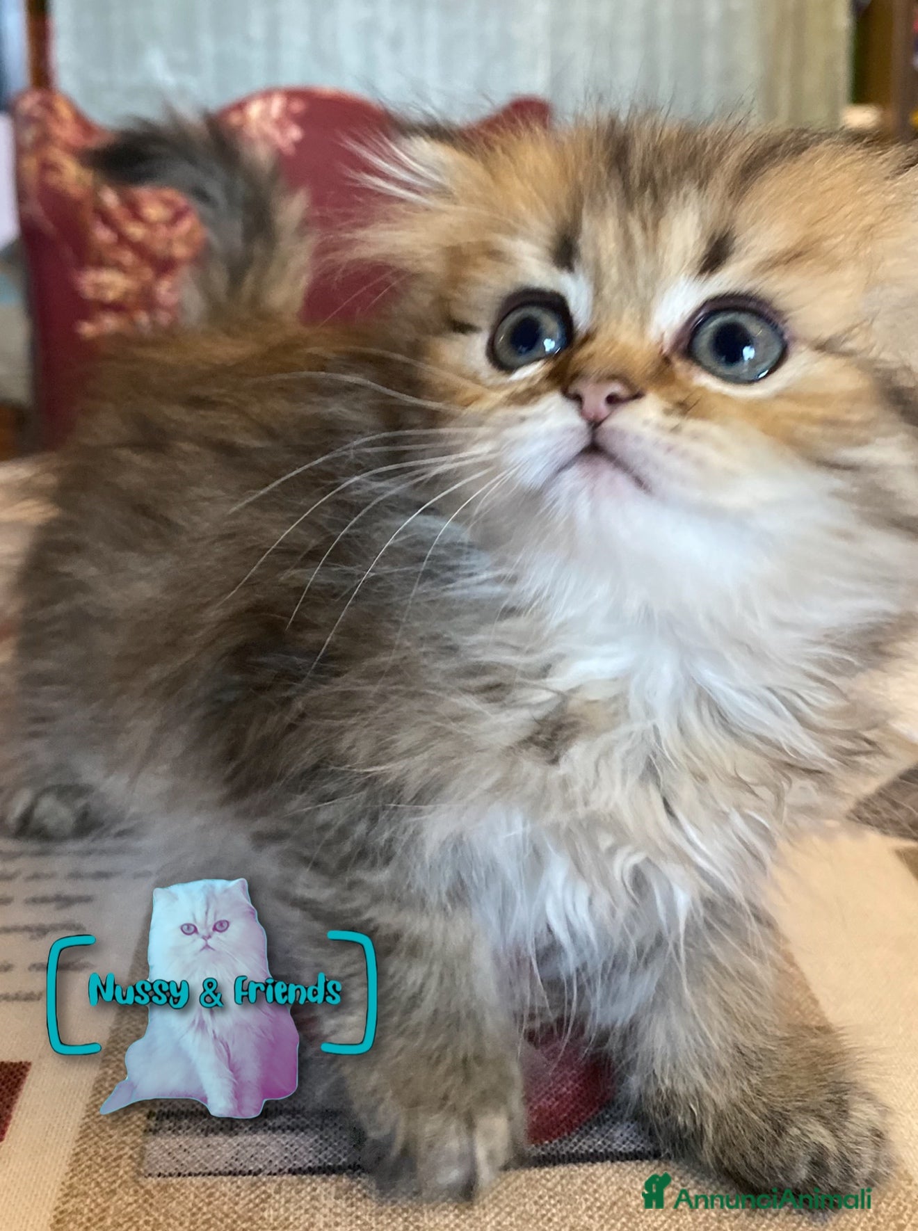 Persiano gatti in vendita: Cucciolo di gatto persiano chinchilla golden - Annuncio 8