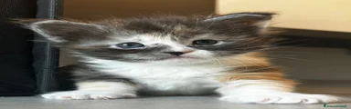 Maine Coon Gattino 4