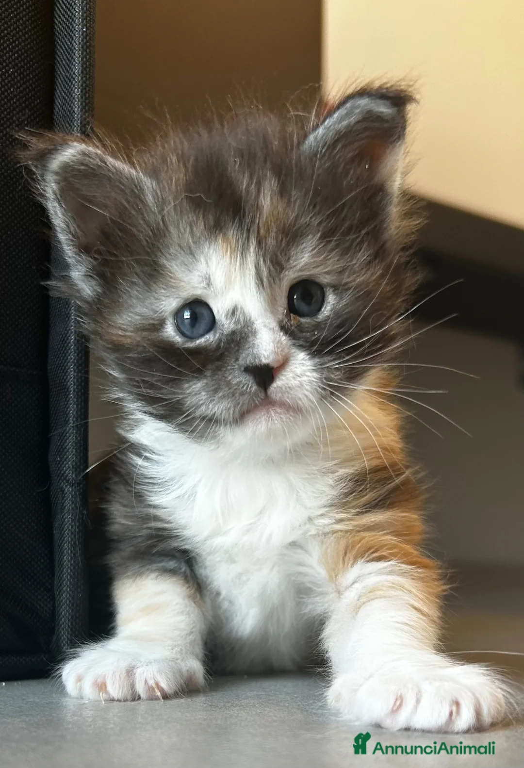 Maine Coon gatti in vendita: Cuccioli Maine Coon con pedigree  - Annuncio 9