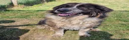 Pastore del Caucaso cani in regalo: Maestosa Alda - Annuncio 8