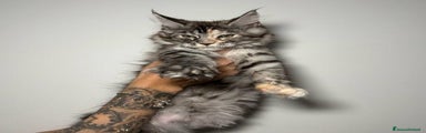 Maine Coon Gattino 6