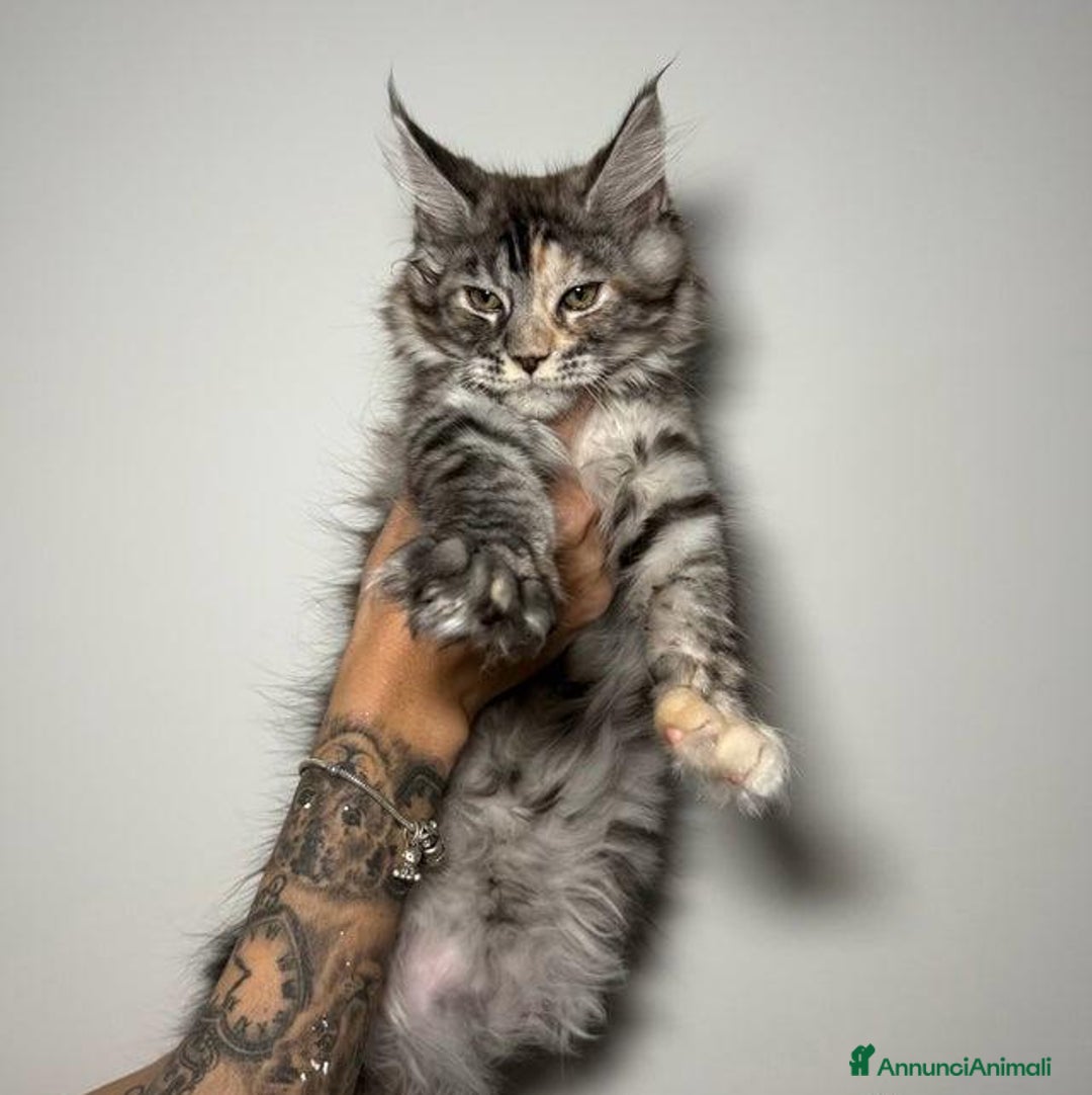 Maine Coon gatti in vendita: Dolcissimi e sani gattini pronti per una nuovacasa - Annuncio 7