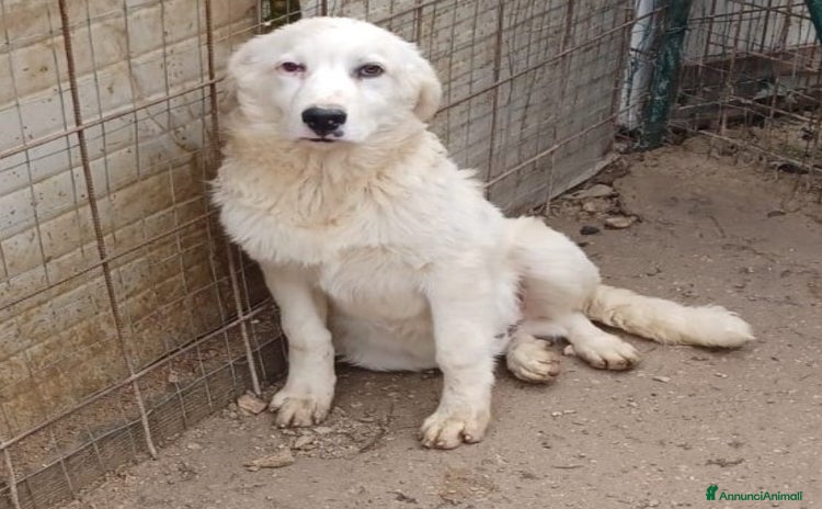 Meticcio cani a Provincia di Como - Annuncio 2