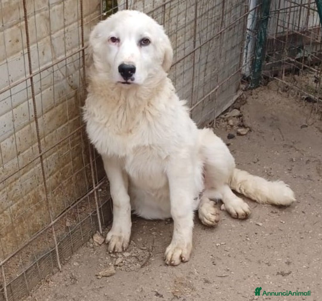 Meticcio cani in regalo: OSLO ASPETTA TE a Provincia di Como - Annuncio 1