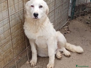 Meticcio cani OSLO ASPETTA TE a Provincia di Como - Annuncio 20