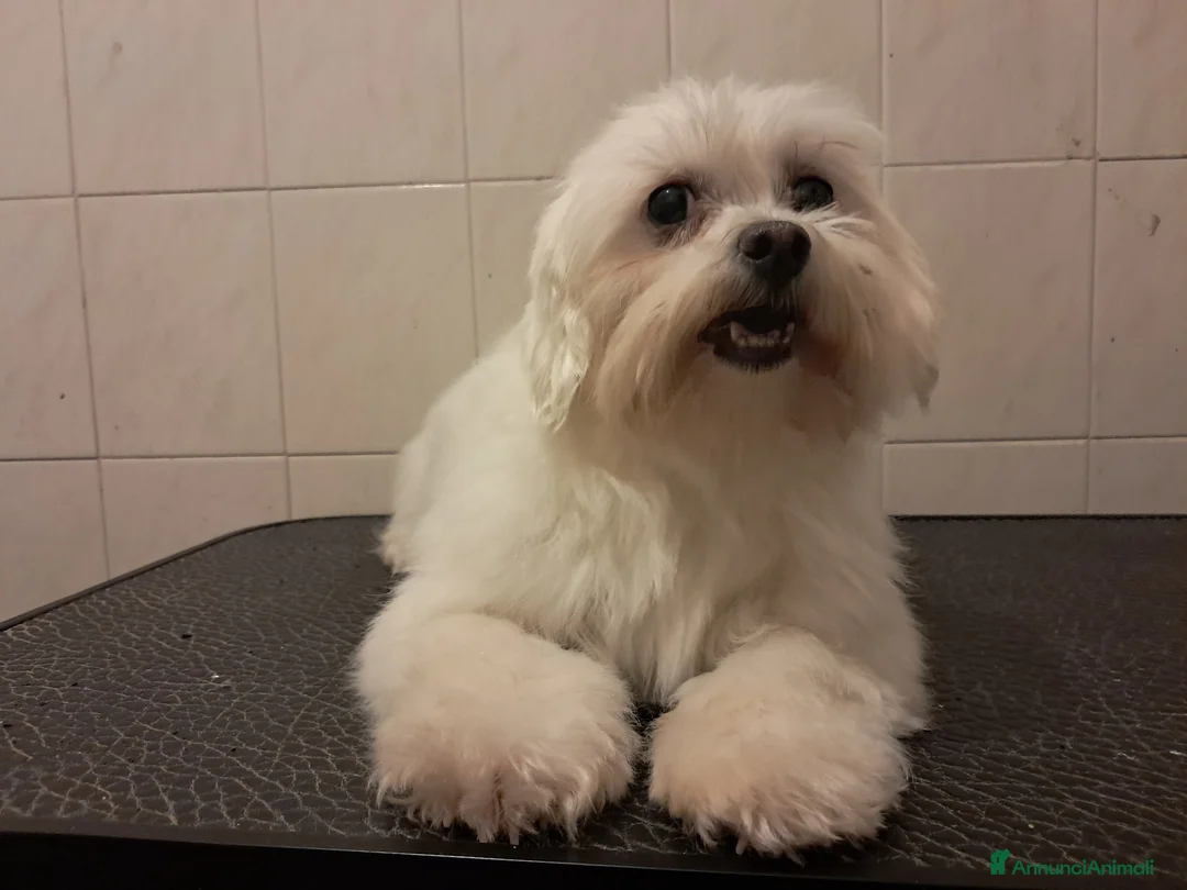 Maltese cani in vendita: Maltese  - Annuncio 1