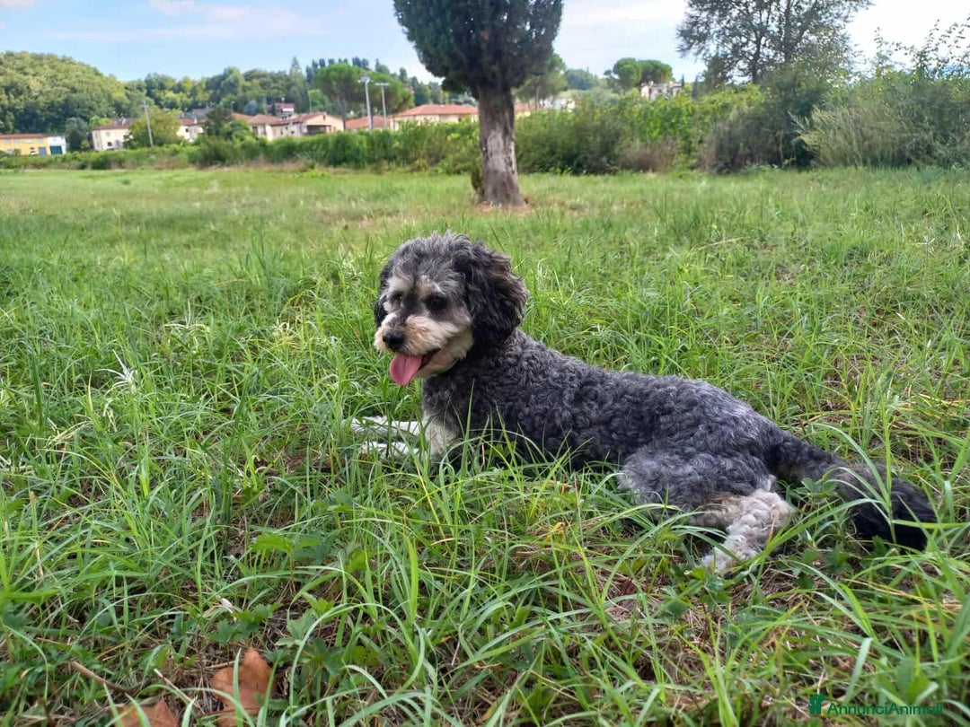 Barboncino cani in regalo: FRAGOLA & CILIEGIA, simpaticissime BARBOCINE - Annuncio 7