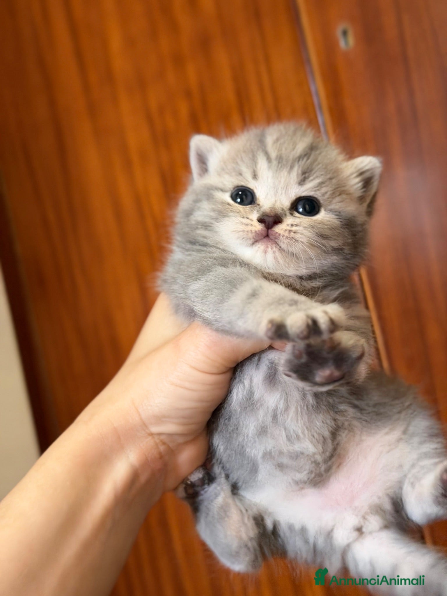 Scottish gatti Cuccioli Scottish Fold e Straight - Annuncio 3