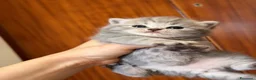 Scottish gatti in vendita: Cuccioli Scottish Fold e Straight - Annuncio 1