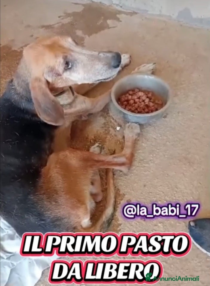 Segugio cani Segugio x 8ANNI A CATENA CORTA!SOS X SPILLO.SUD a Città metropolitana di Milano - Annuncio 2