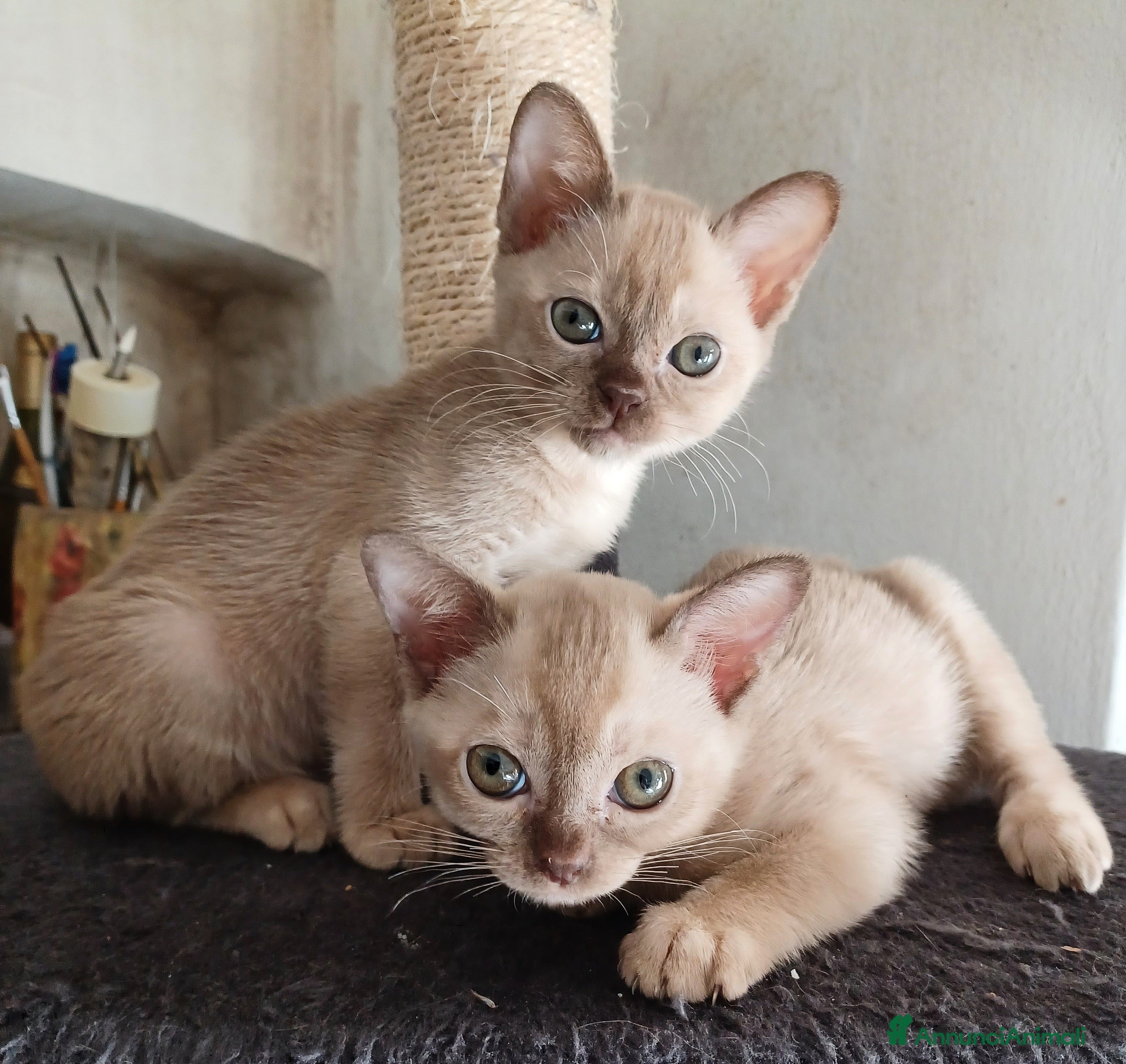 Burmese gatti Gattini Burmesi Chocolate Brown  - Annuncio 1