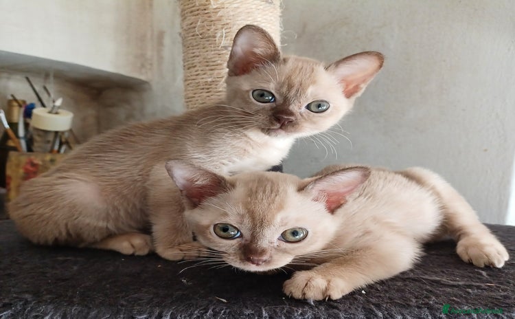 Burmese gatti Gattini Burmesi Chocolate Brown  - Annuncio 1